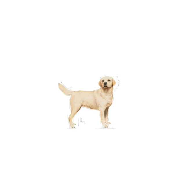 Labrador Retriever Adult Dry Dog Food - Image 2
