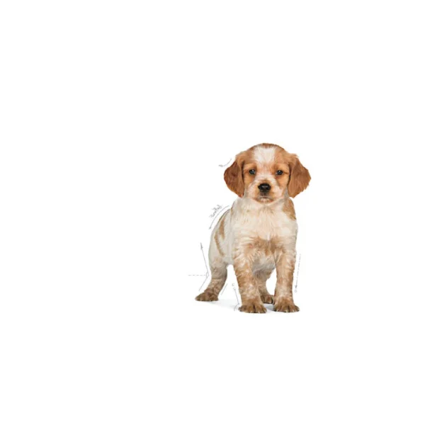 Medium Puppy Dry Dog Food - Image 3