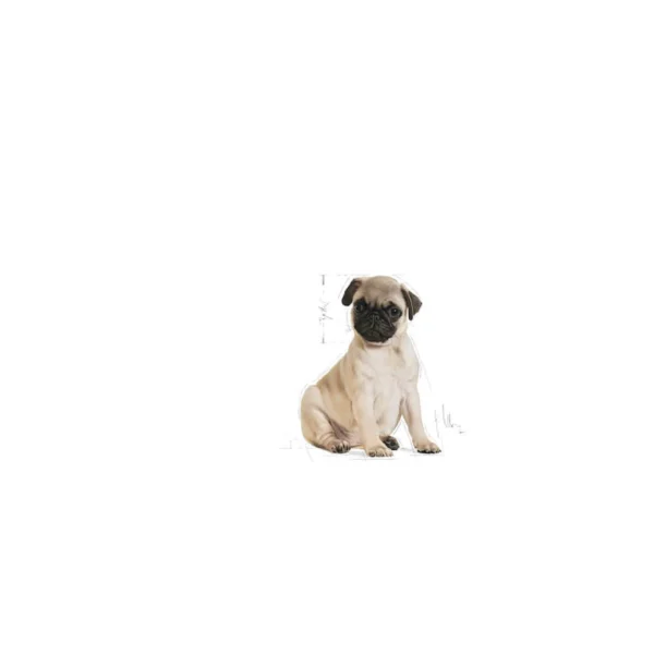 Pug Puppy Dry Dog Food - Image 2