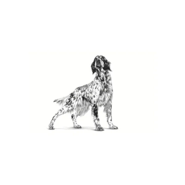 Urinary S/O Dry Dog Food 2kg - Image 3