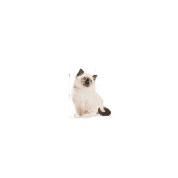 Kitten Jelly Cat Food 85g - Image 6